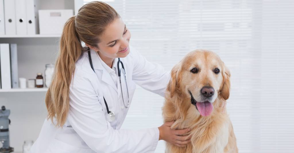 Hemangiosarcoma in Dogs | Symptoms and Treatment