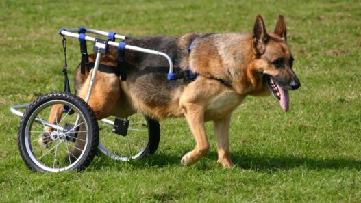 A paralyzed dog in a dog wheelchair.