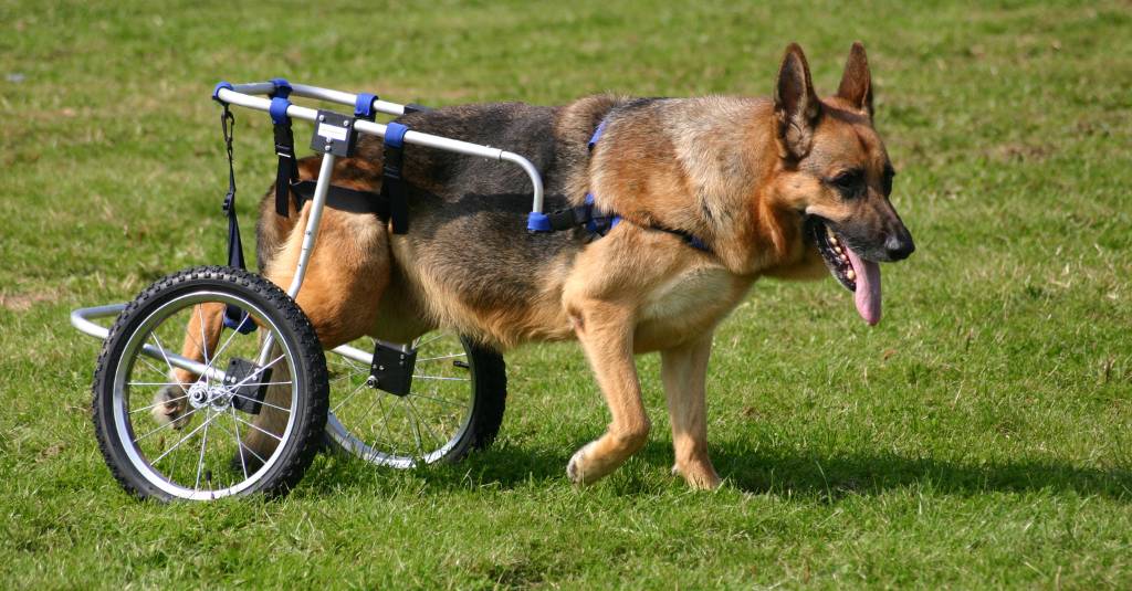 A paralyzed dog in a dog wheelchair.