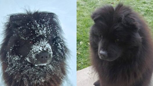 Two pictures of the same black dog. In the right one she is covered in snow, and on the left one it is summer and there is no snow.