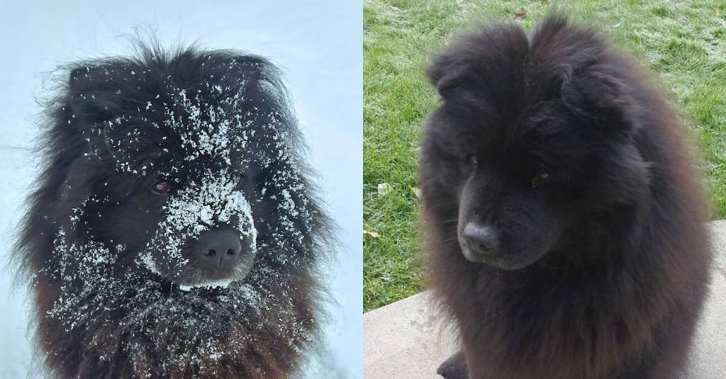 Two pictures of the same black dog. In the right one she is covered in snow, and on the left one it is summer and there is no snow.