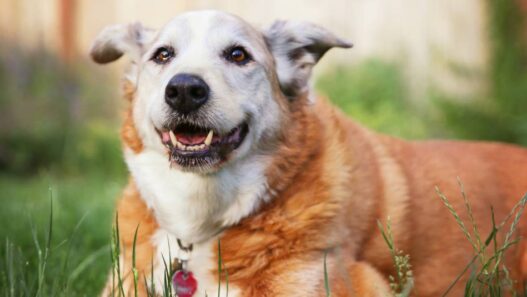 An old dog laying in the grass.