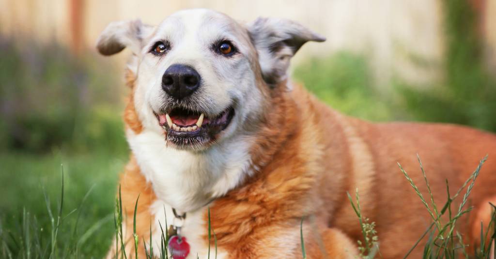 An old dog laying in the grass.