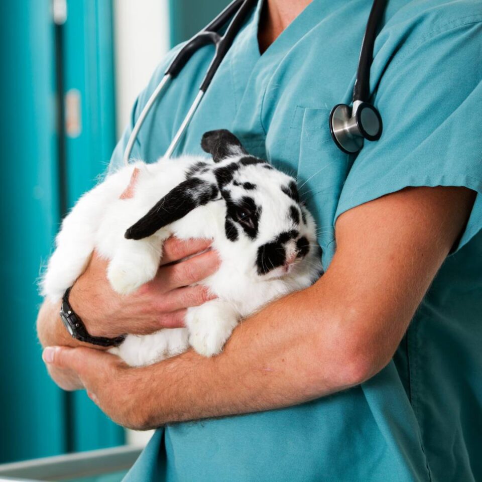 elevatedliverenzymesinpets NHV Natural Pet Products Blog