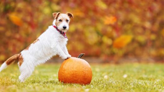 A dog with its front paws on a pumpkin.