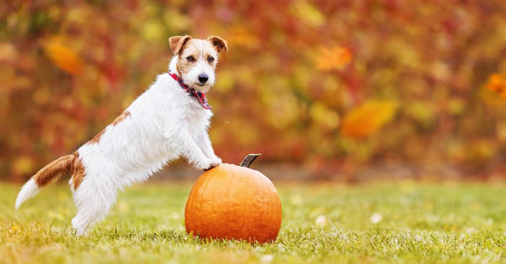 A dog with its front paws on a pumpkin.