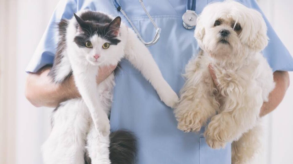 A veterinarian holding up a cat and a dog.