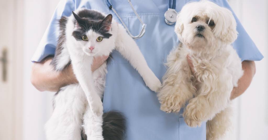 A veterinarian holding up a cat and a dog.