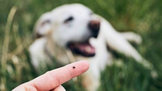 In the foreground, a person is holding up a tick with their finger. In the background, a dog lays in the grass.