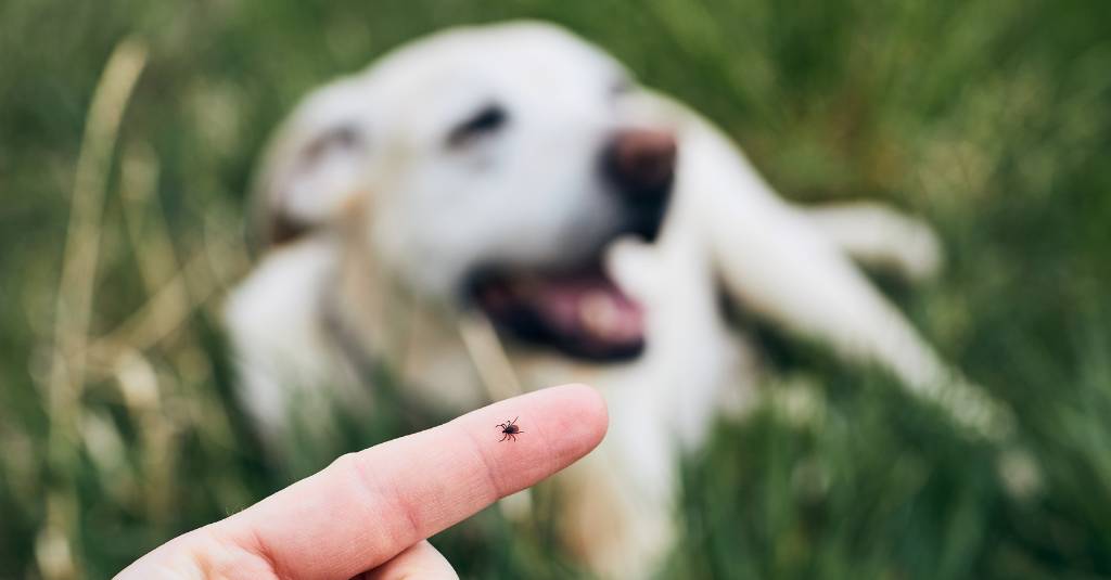 In the foreground, a person is holding up a tick with their finger. In the background, a dog lays in the grass.