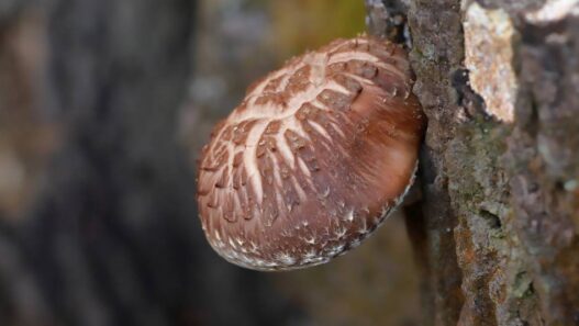 A shiitake mushroom growing on a tree.