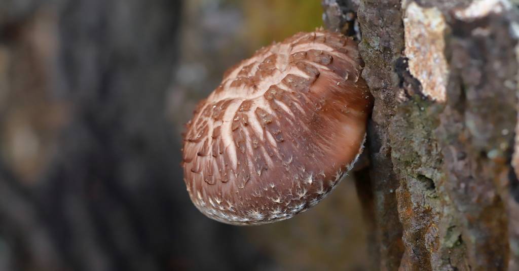 A shiitake mushroom growing on a tree.