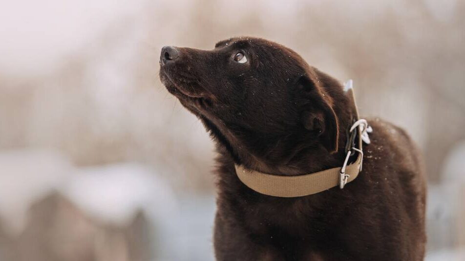 A brown dog in winter.