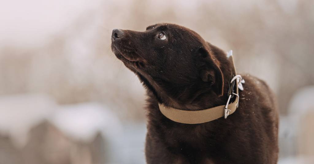 A brown dog in winter.