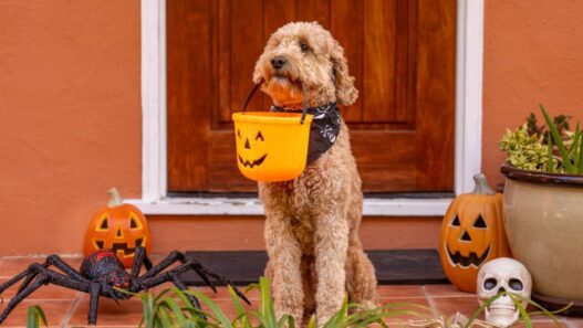 A dog holding a trick-or-treat basket in its mouth.