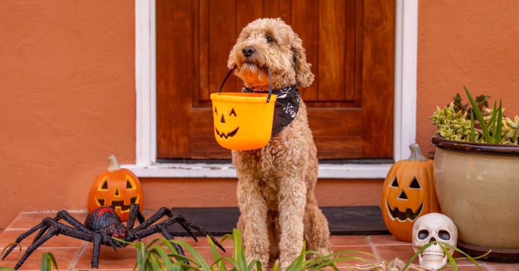 A dog holding a trick-or-treat basket in its mouth.