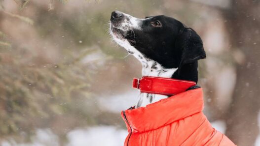 A dog dressed in winter clothes.