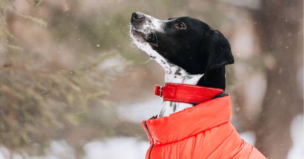 A dog dressed in winter clothes.