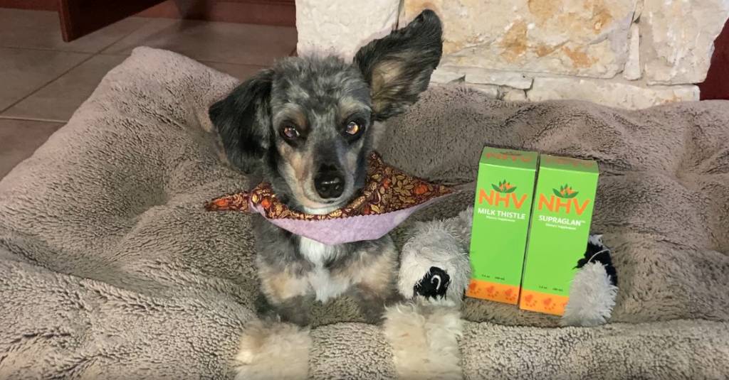 A dog on a dog bed next to herbal supplements from NHV.