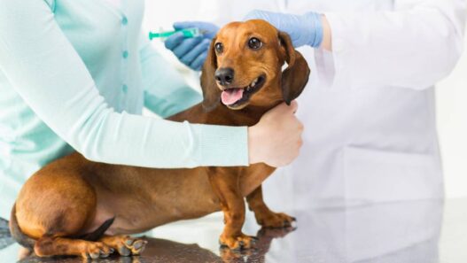 A dog at the vet's office.