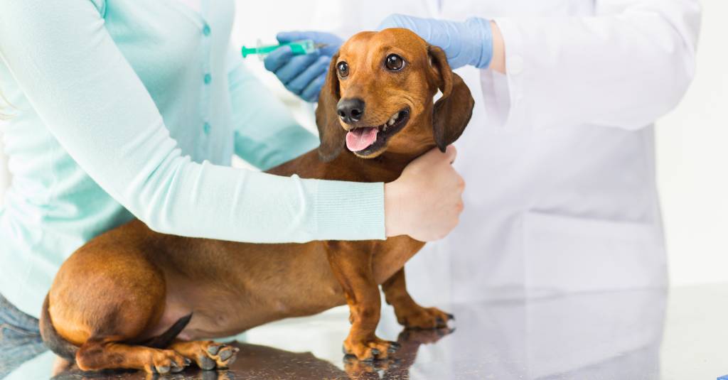 What Is Lymphangiectasia in Dogs?