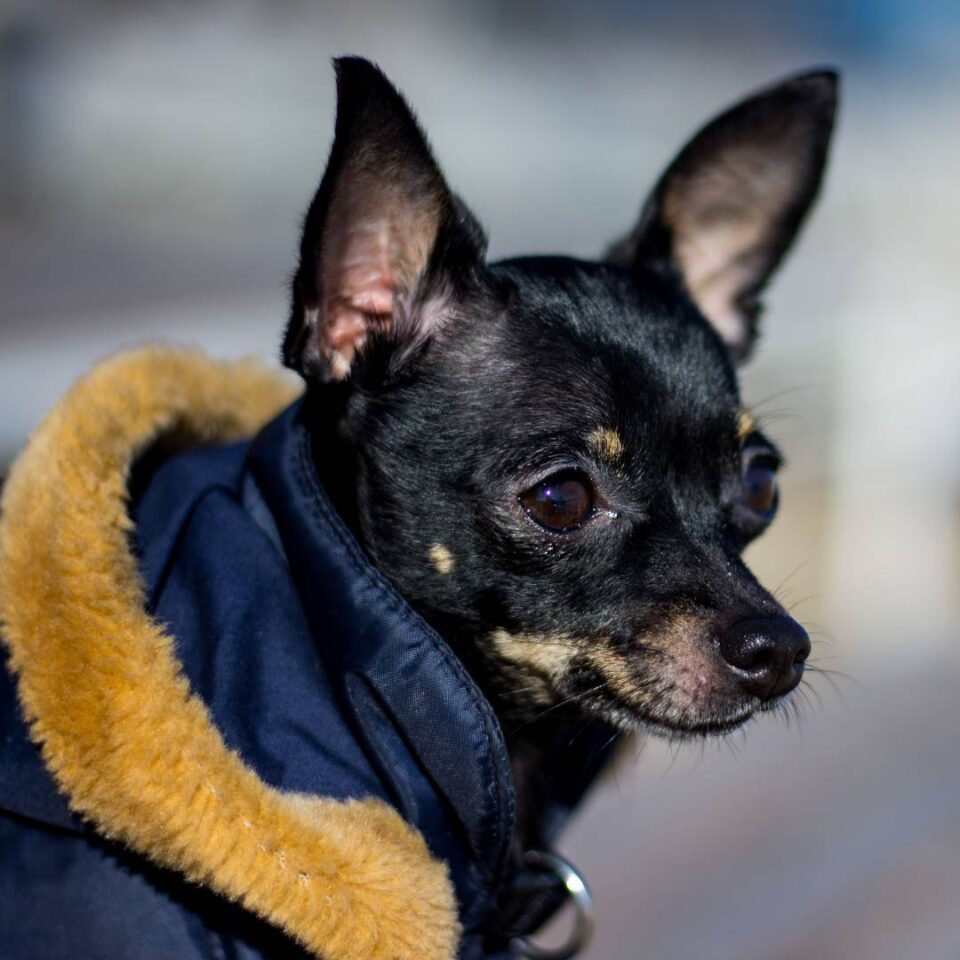 Managing Pet Respiratory Issues and Allergies in Cold Weather