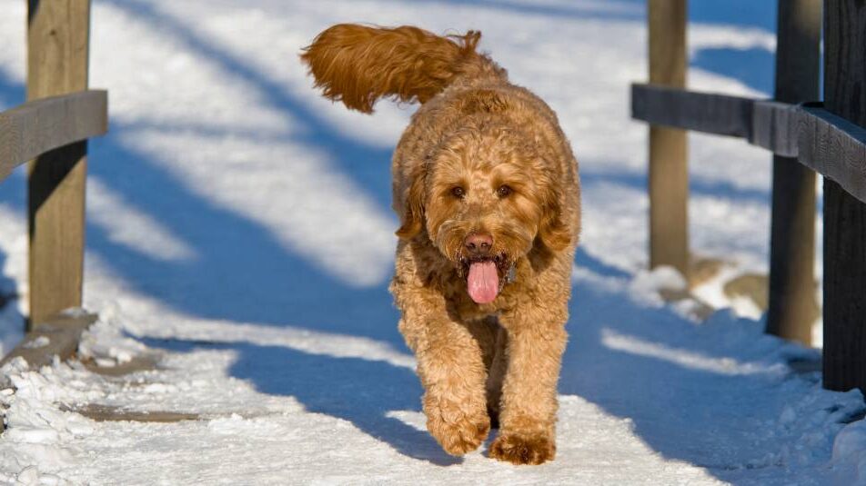 A dog walking in the snow.