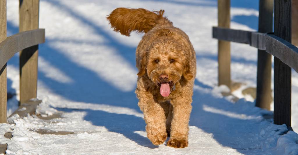 A dog walking in the snow.