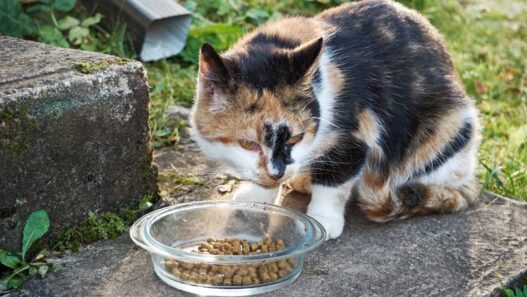 A cat eating kibble outside.