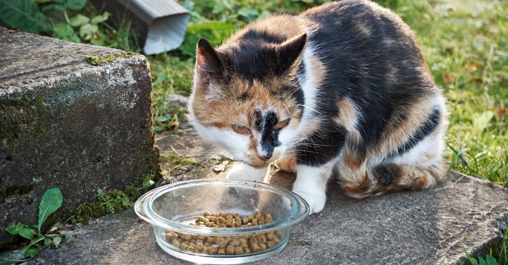 A cat eating kibble outside.