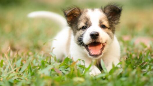 A puppy in the grass.