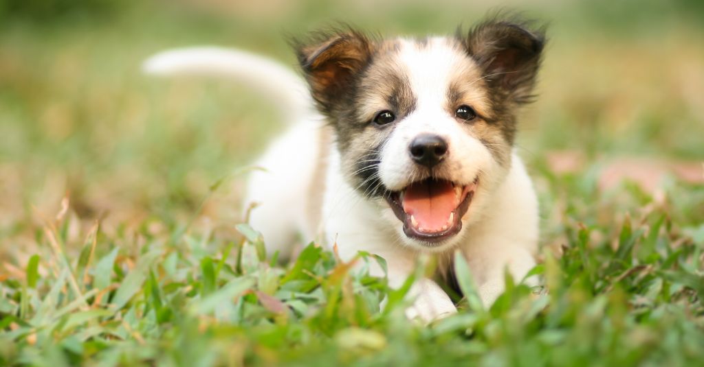 A puppy in the grass.