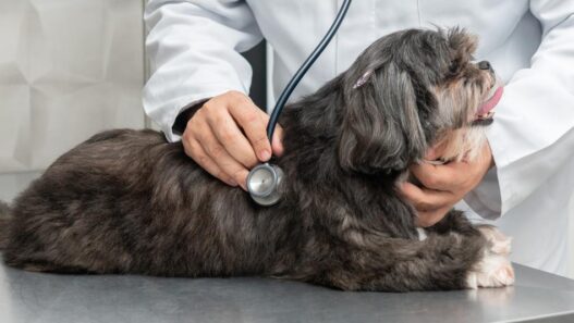 A dog at the vet's office.