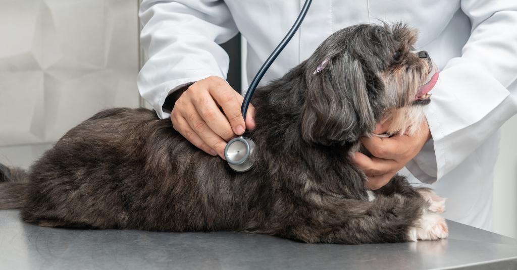 A dog at the vet's office.