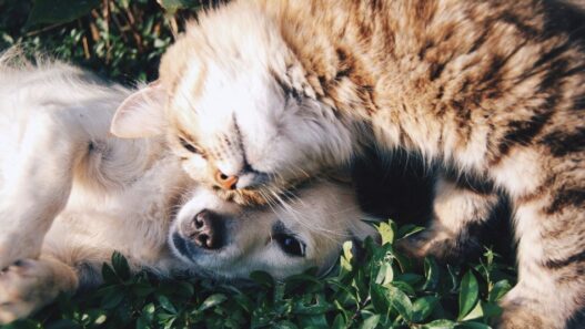 A cat rubs up against a small dog.