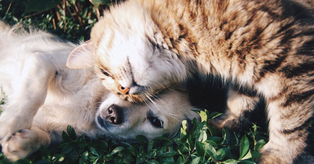 A cat rubs up against a small dog.