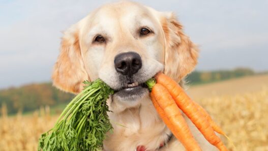 A dog holding carrots in its mouth,