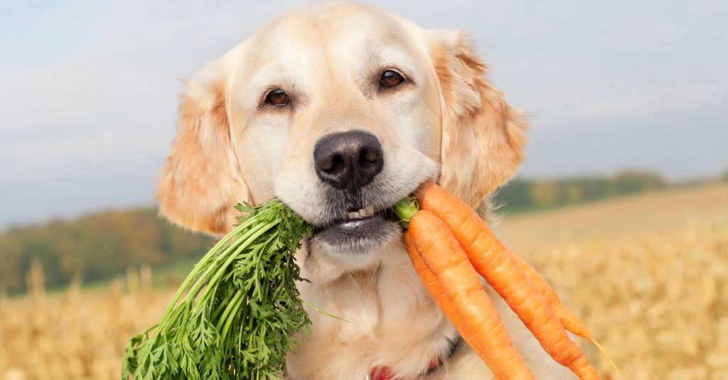 A dog holding carrots in its mouth,