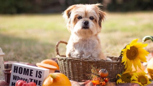 A small dog in a basket.