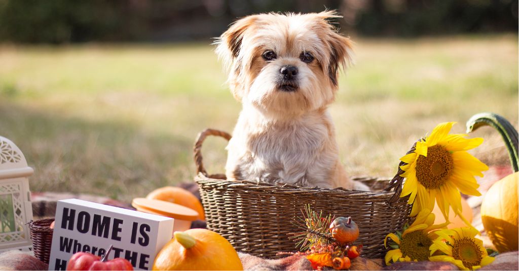 A small dog in a basket.