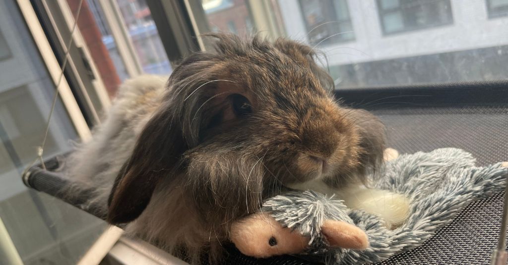 A bunny on a window sill.