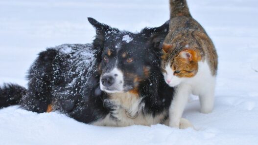 A dog and cat in the snow.