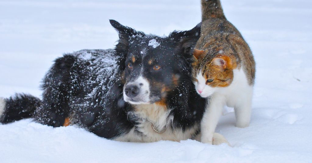 A dog and cat in the snow.