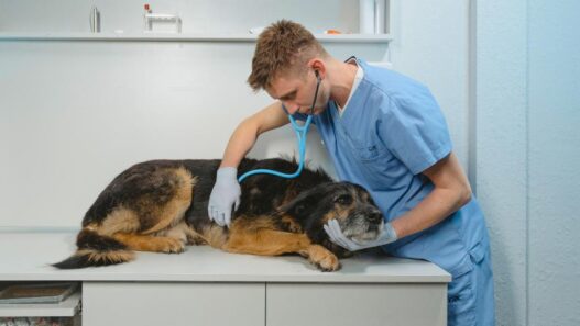 An old dog being treated at a veterinarian clinic.