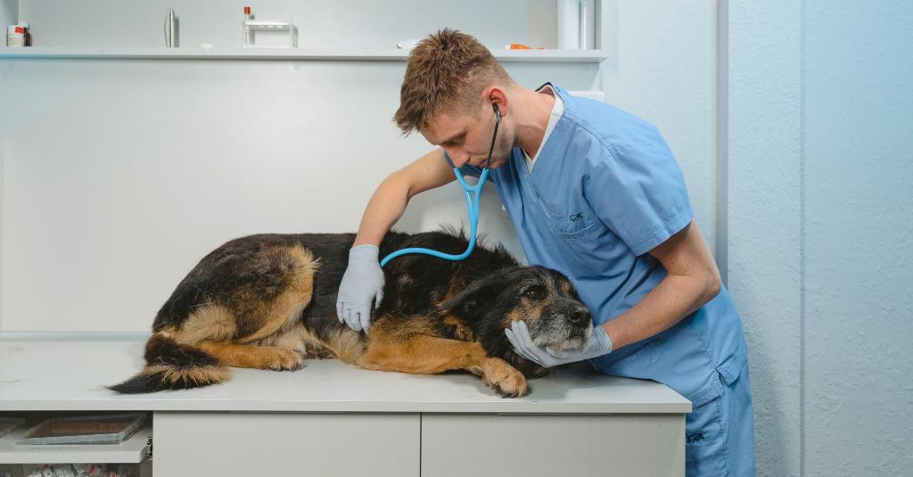 An old dog being treated at a veterinarian clinic.