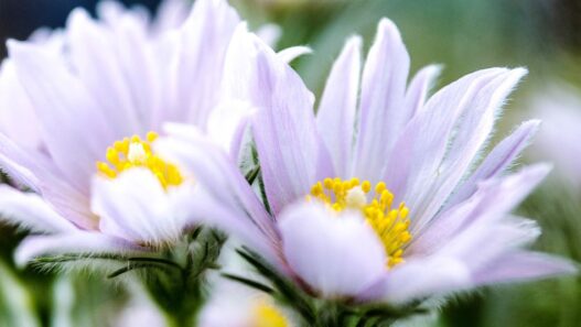 A close-up image of the pulsatilla plant.