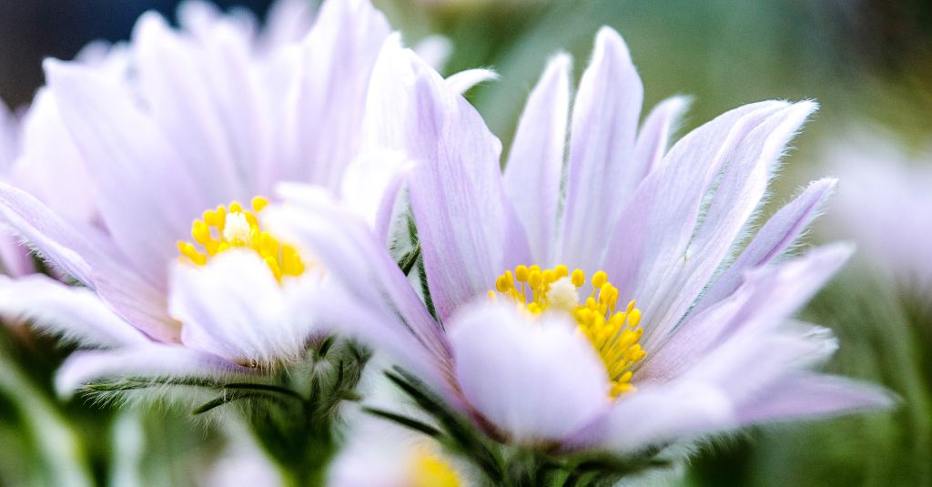 A close-up image of the pulsatilla plant.