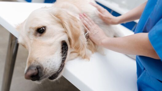 A dog being examined by a veterinarian.