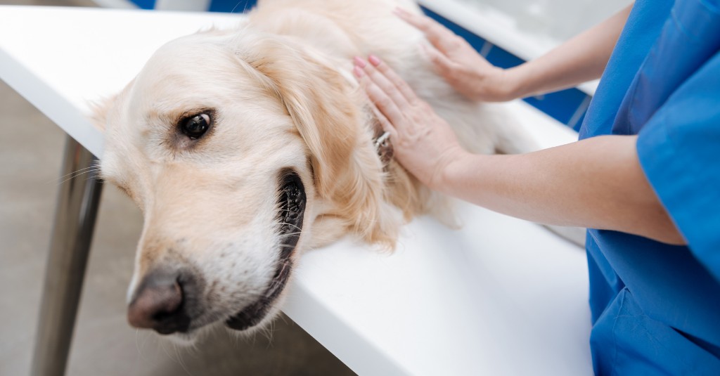 A dog being examined by a veterinarian.