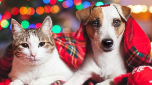 A cat and a dog by holiday decorations.